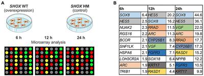 Identification and Tissue-Specific Characterization of Novel SHOX-Regulated Genes in Zebrafish Highlights SOX Family Members Among Other Genes